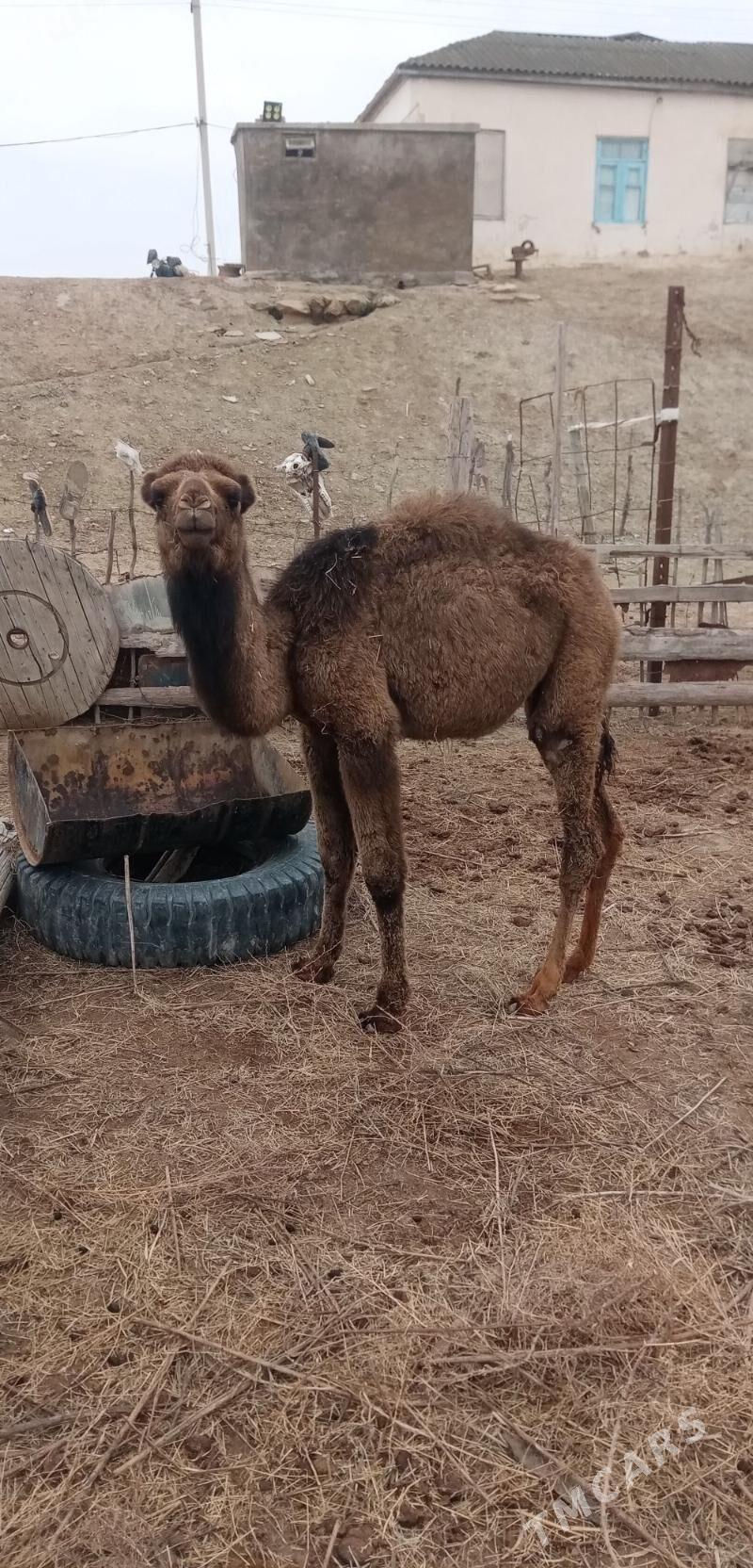 Torum - Etrek - img 1