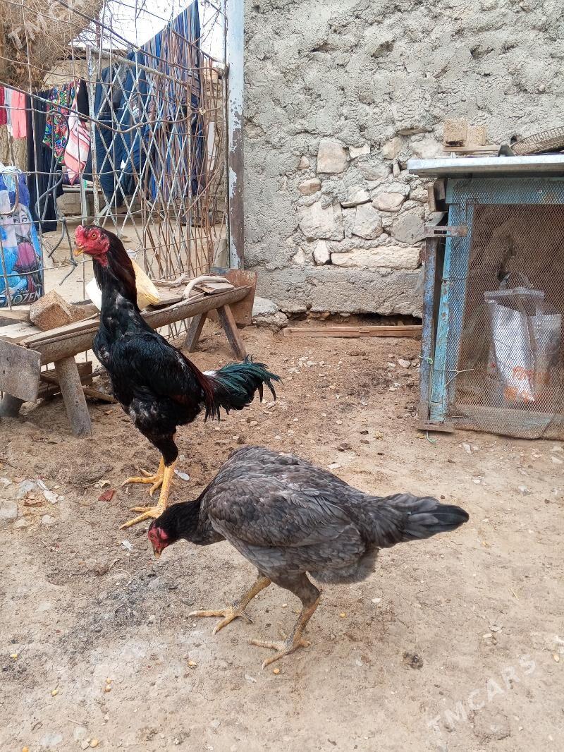 taskent jujele - Balkanabat - img 1