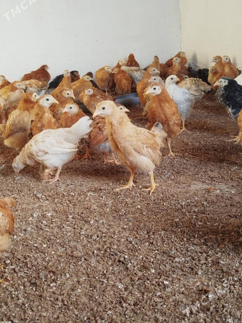 juyjeler - Гёкдепе - img 1