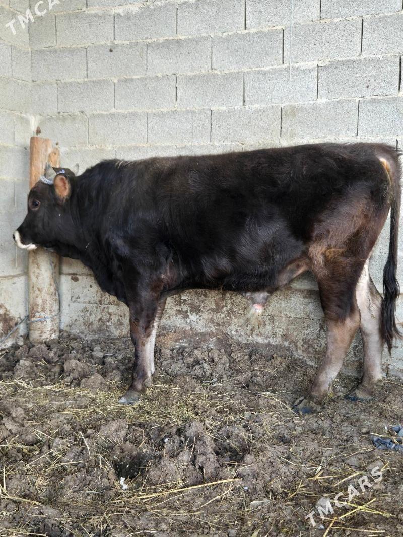 Bakylan öküz - Bäherden - img 1