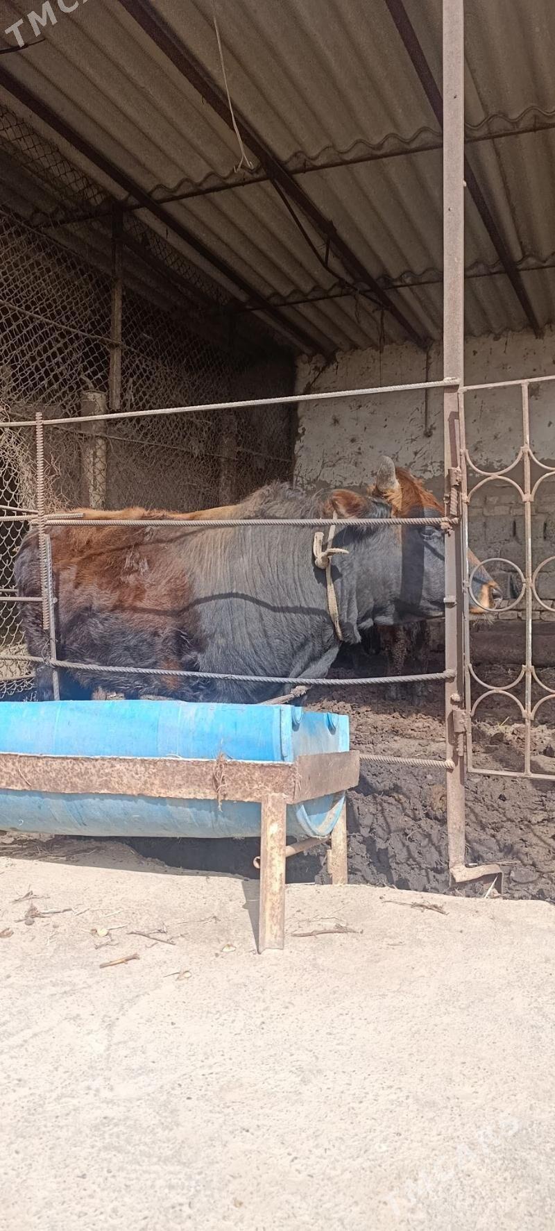 Bakylan Okuz - Мары - img 1