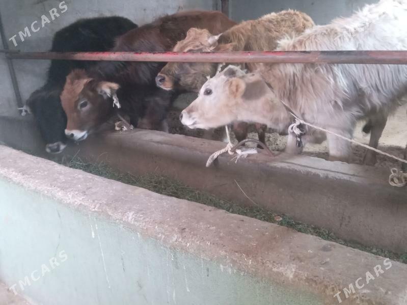 3.okiz 1.tuwe - Büzmeýin - img 1