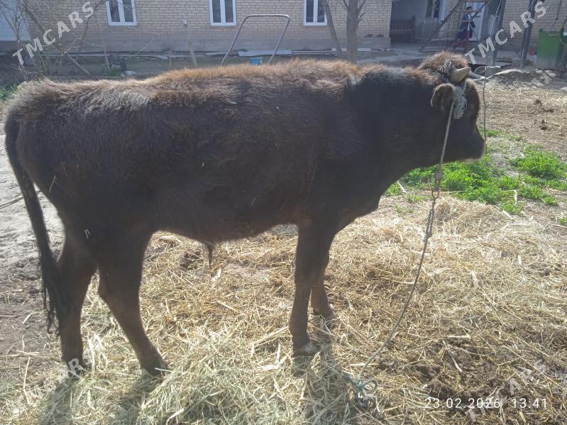 Öküz - Дянев - img 1