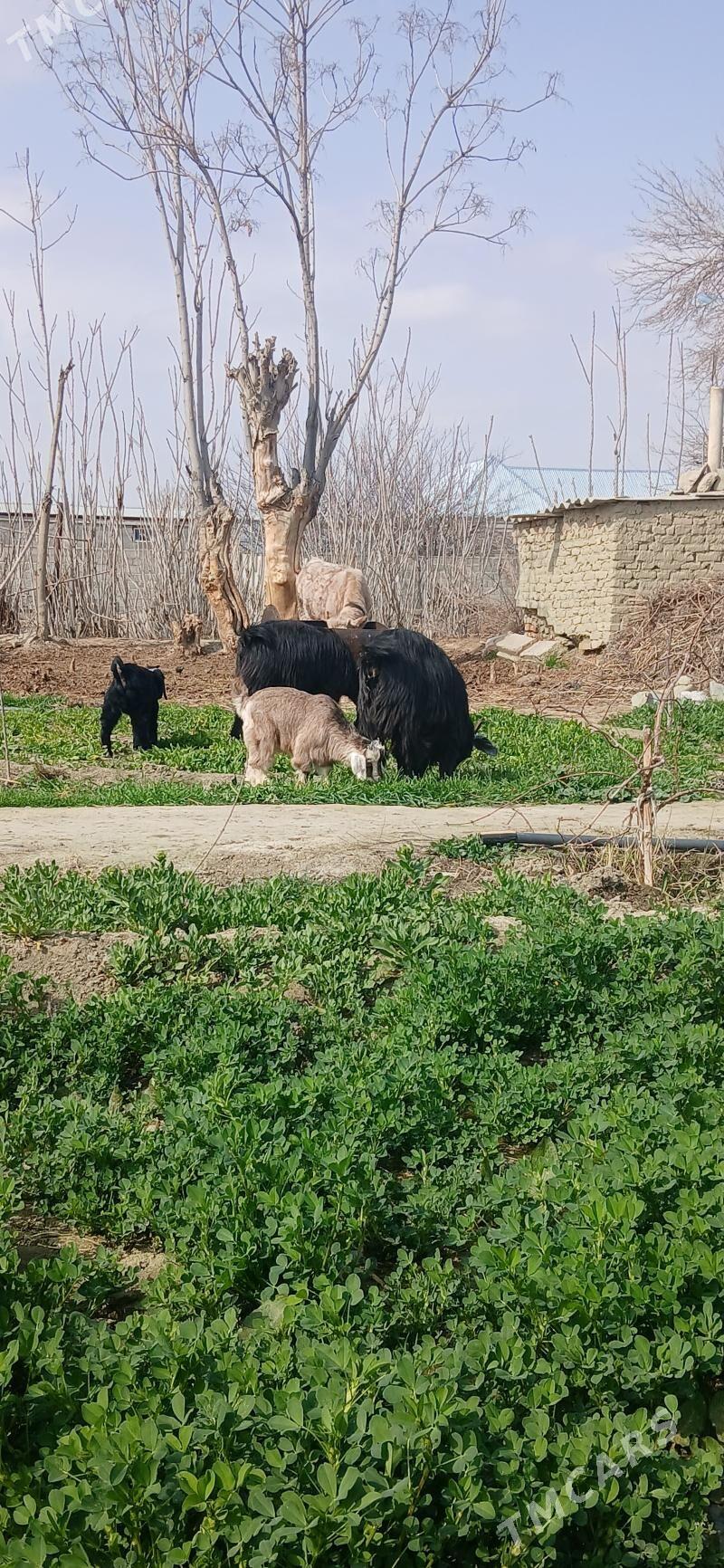 owlakli geci - Бахарден - img 1