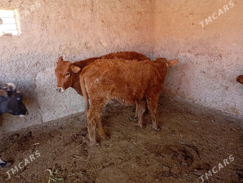 gulajynlar - Мары - img 1