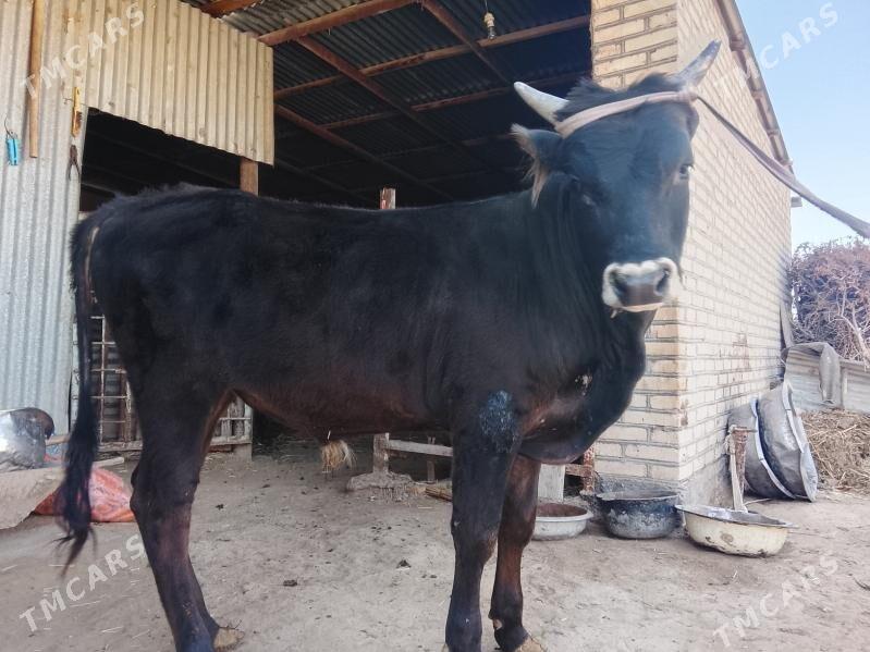 öküz - Mary - img 1