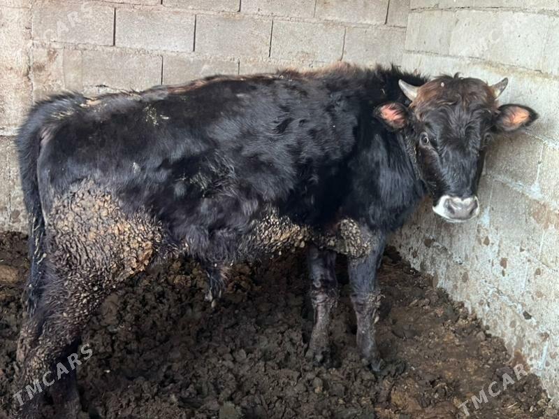 okuz - Bäherden - img 1