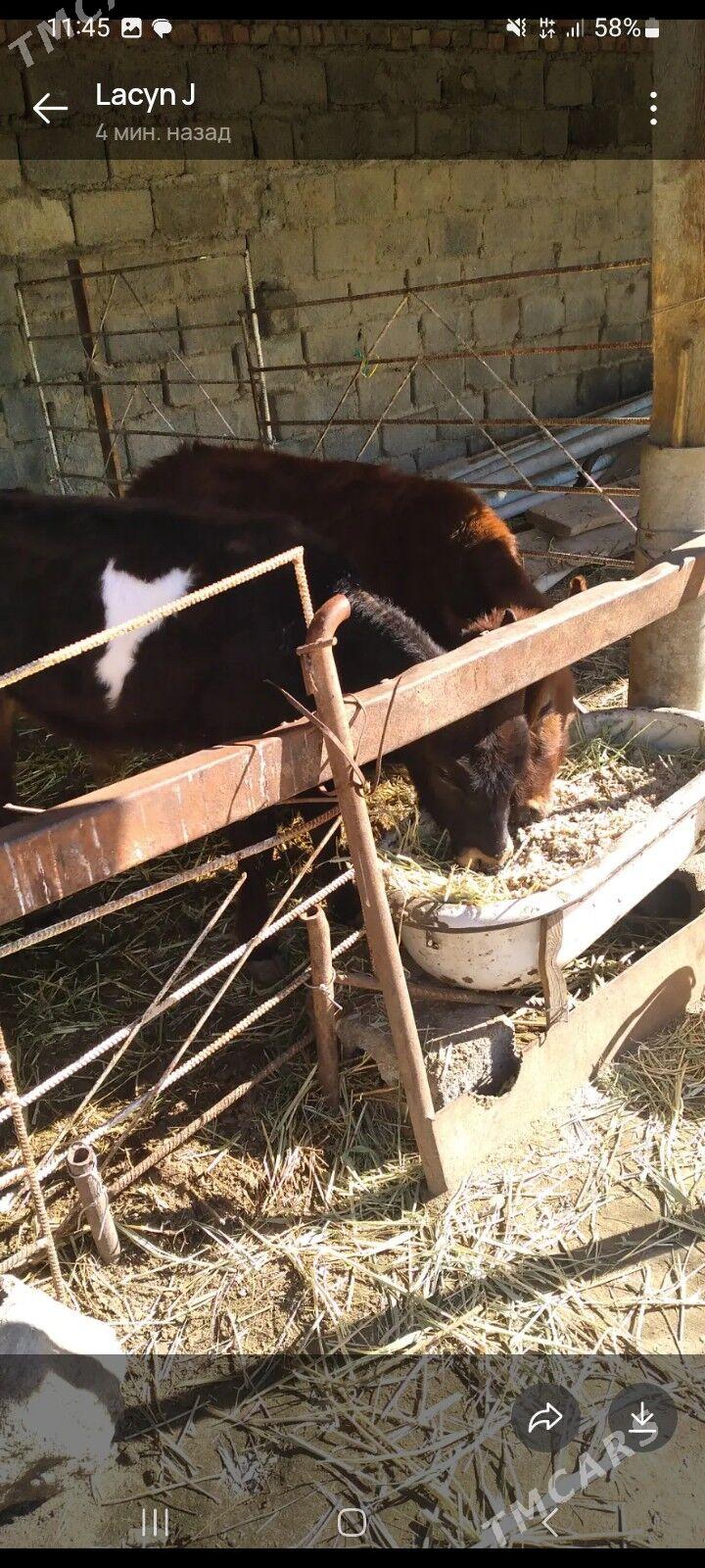 gòle tŭwe őkŭzçe - Bäherden - img 1