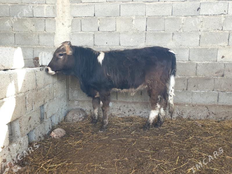 Okuz - Aşgabat - img 1