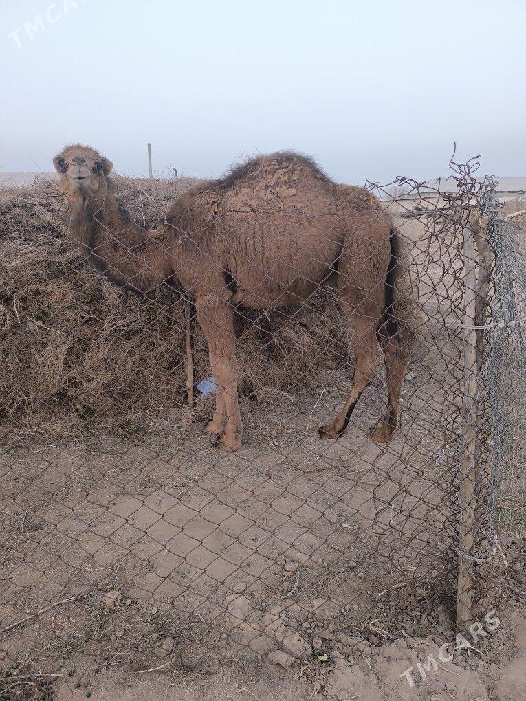 duye erkek owsuk - Babadaýhan - img 1