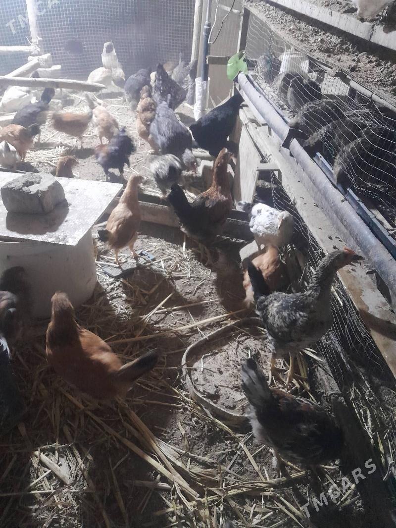 jujeler - Акдепе - img 1