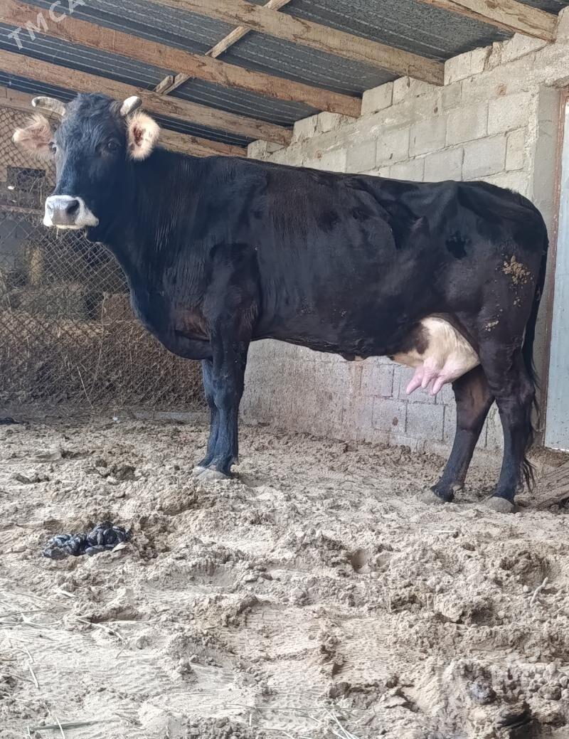 Şiwes Sygyr - Gökdepe - img 1