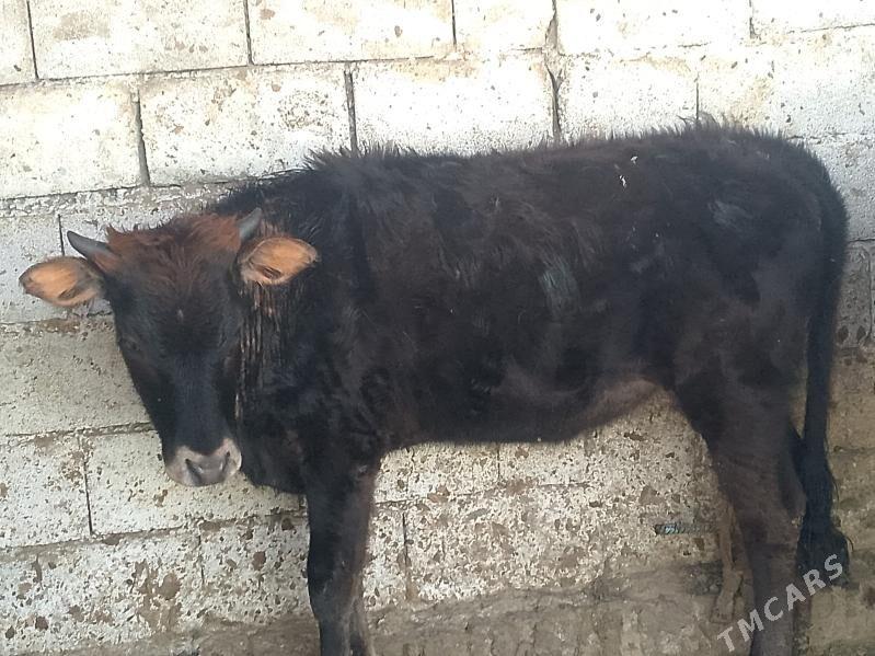 Tüwe - Büzmeýin - img 1