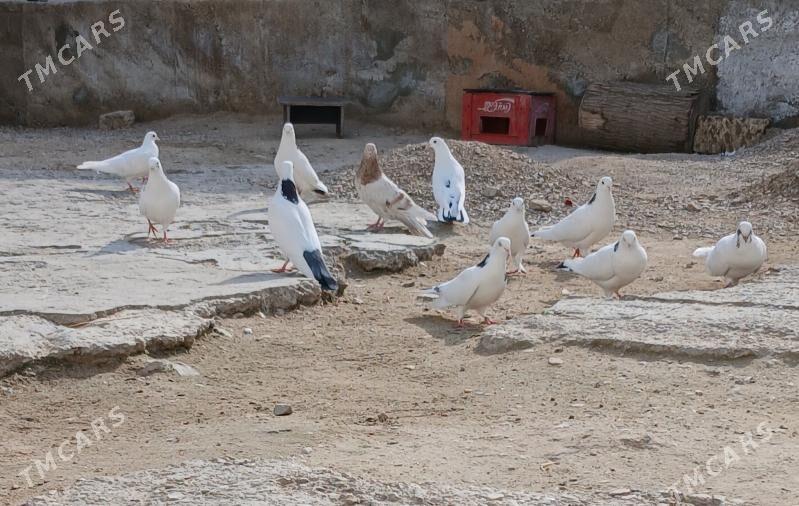 kepderi saylama - Balkanabat - img 1