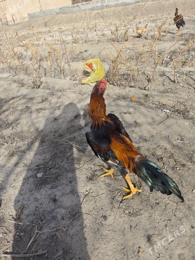 horaz - Türkmenabat - img 1