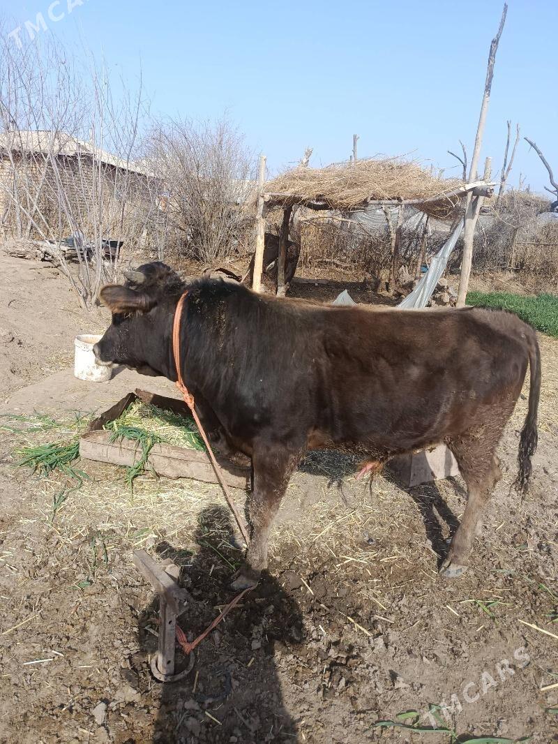 Õküz - Babadaýhan - img 1