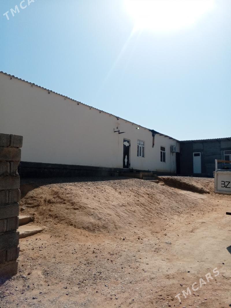 Bereketli zaman gaweris yer - Ak bugdaý etraby - img 1