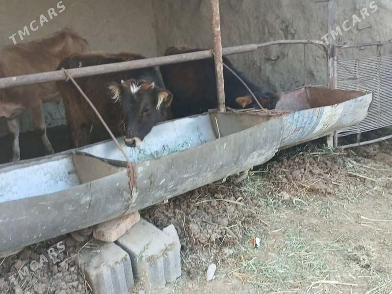 okuz - Bäherden - img 1