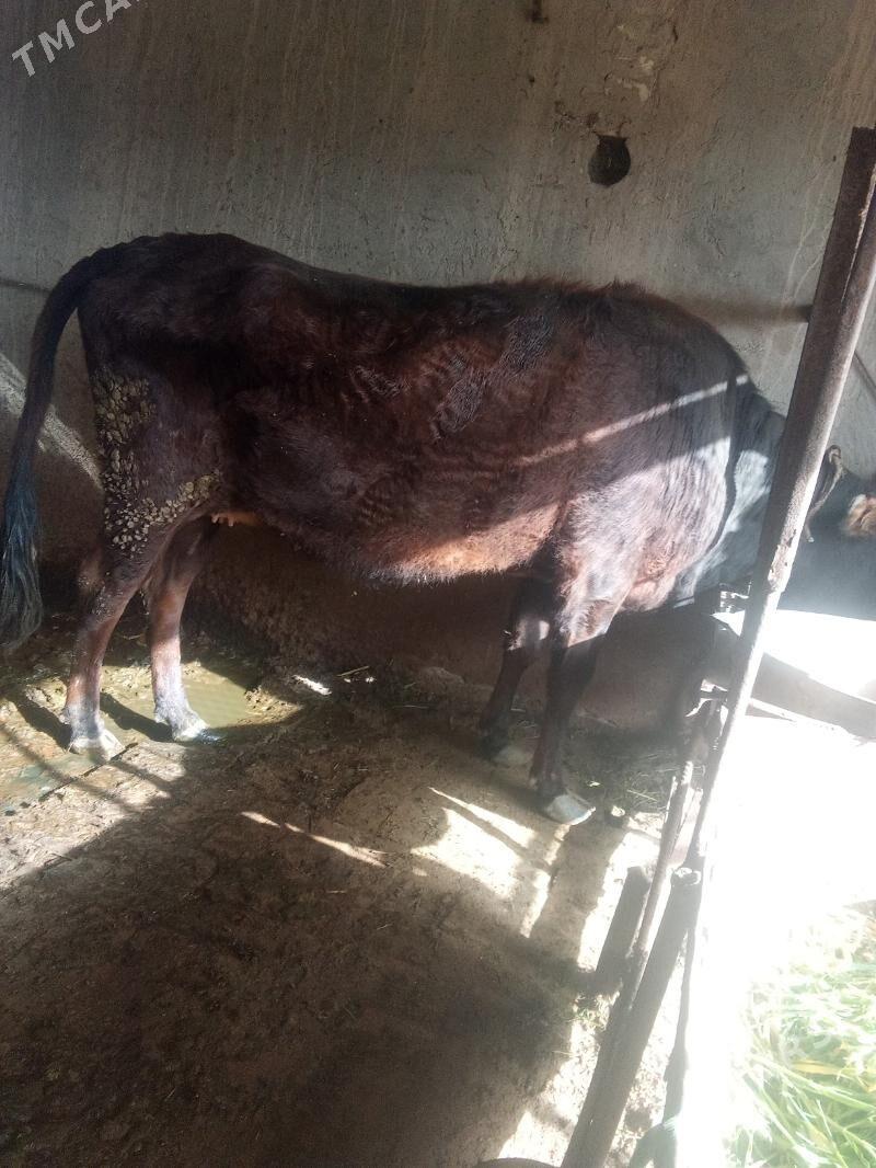 Bakylan Sygyr - Mary - img 1