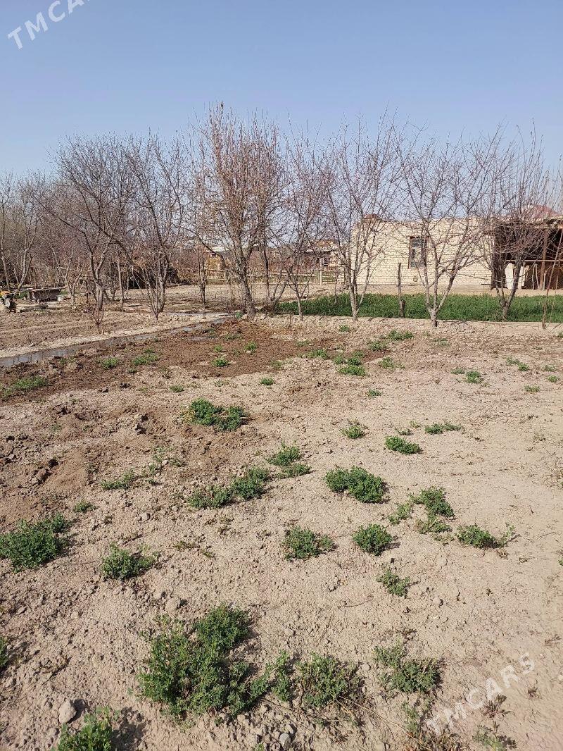 ATYZDA İŞLAR YALY KÖMEKÇİ GERK - Çärjew - img 1