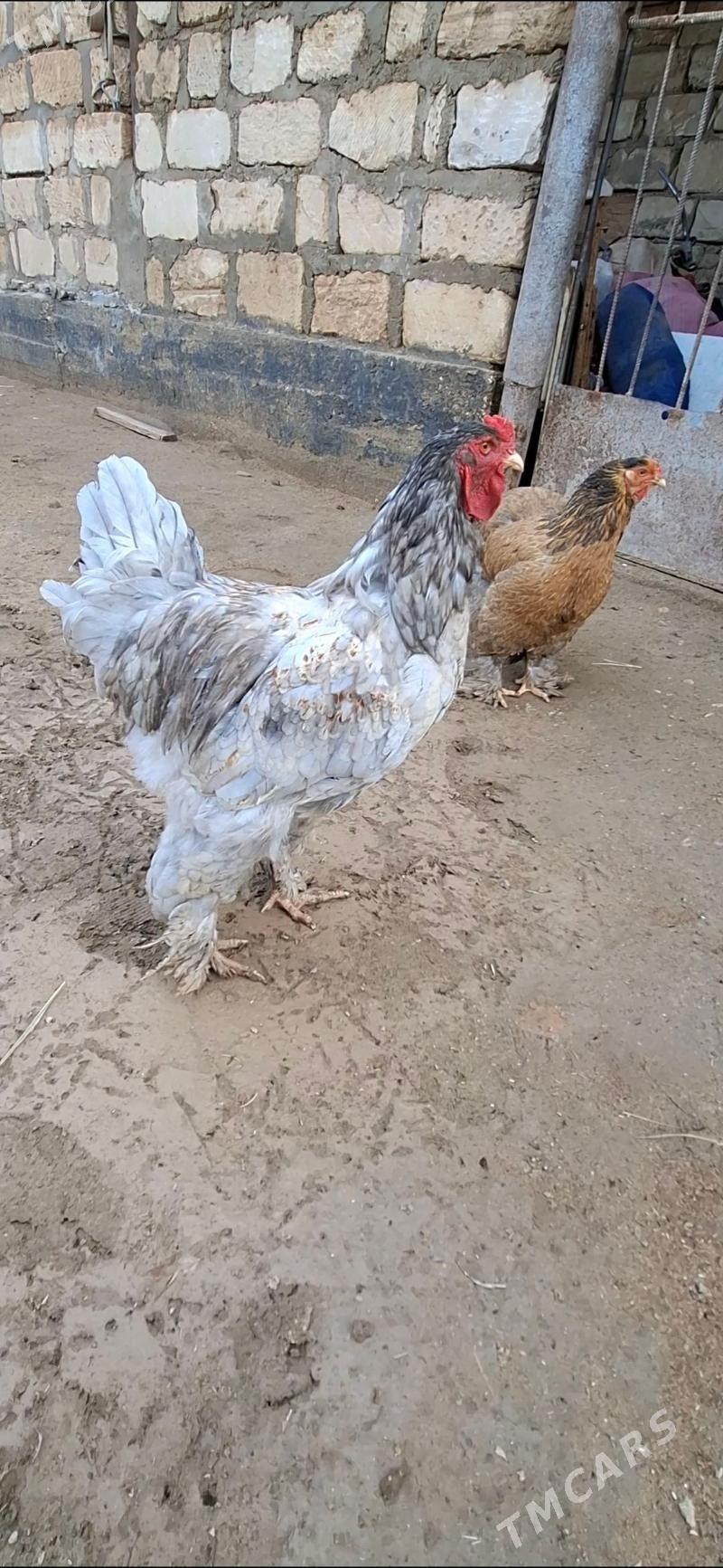 Brama blu - Gumdag - img 1