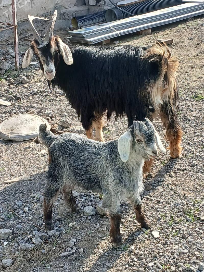 owlakly geci - Garadamak - img 1