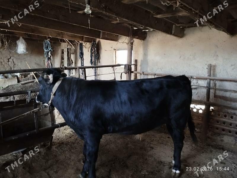 şves okuz - Мары - img 1