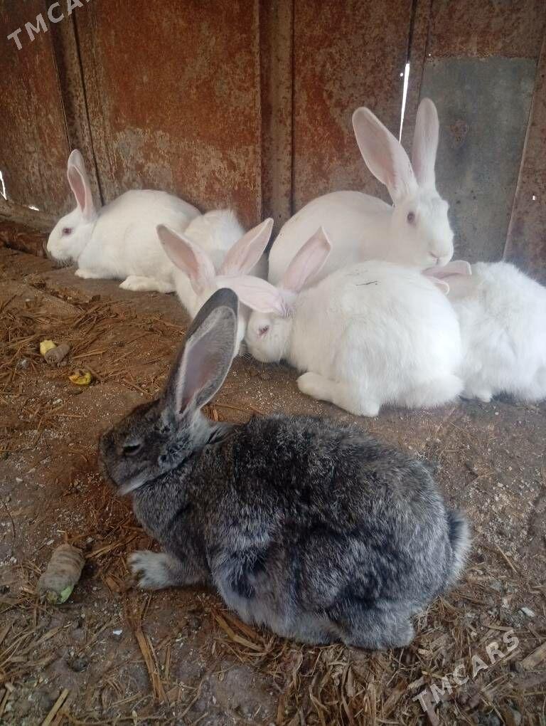 Towsan - Saýat - img 1