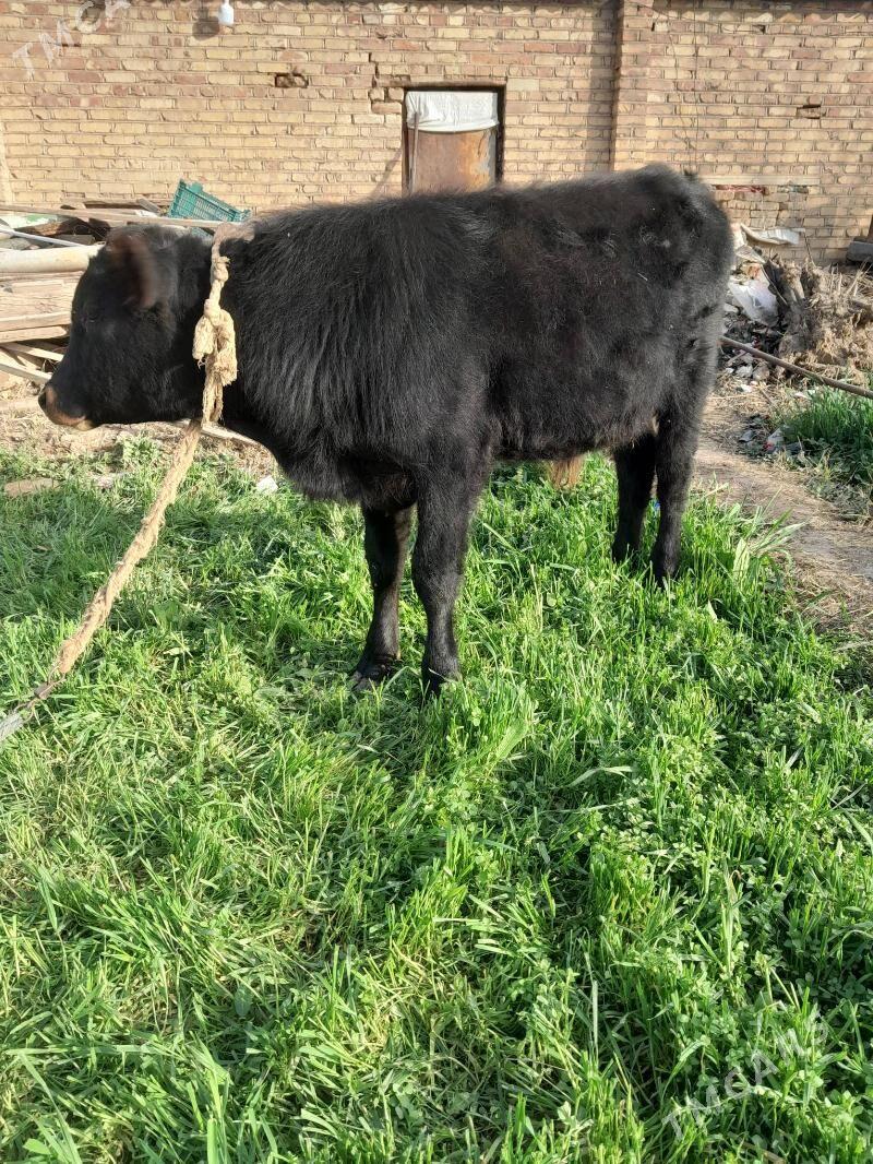 okuz - Бабадайхан - img 1