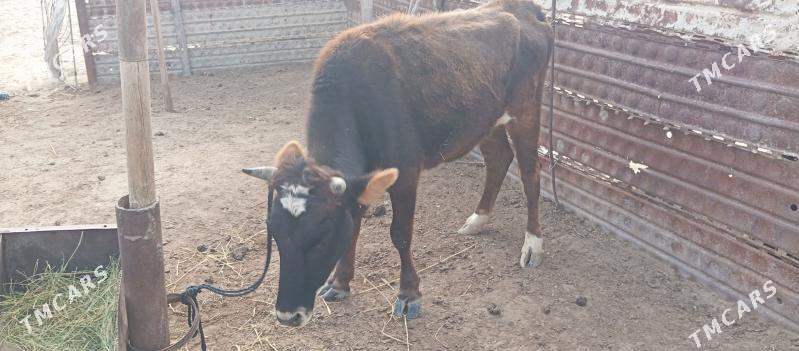 sygur - Гызыларбат - img 1