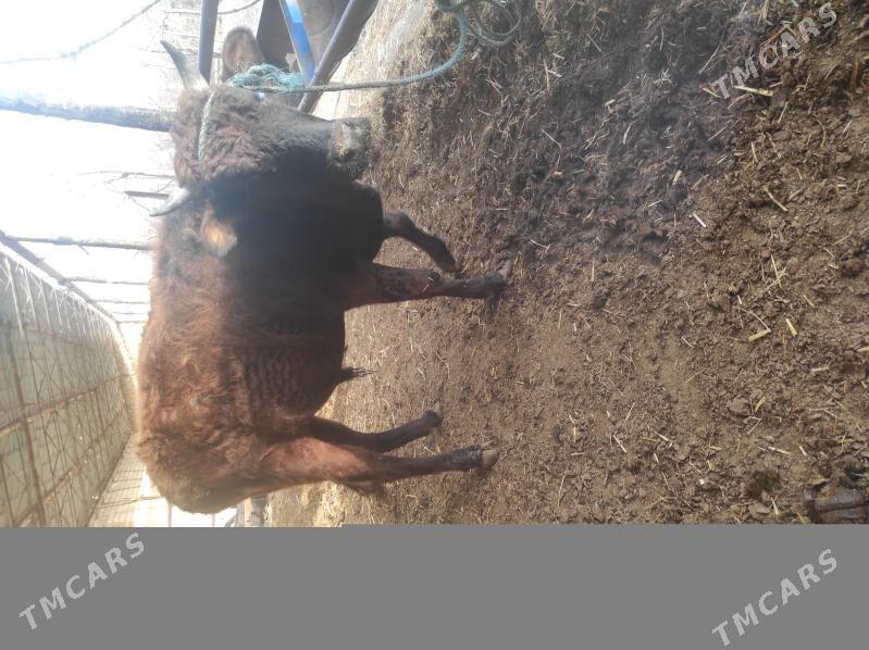 okuz unajyn - Çärjew - img 1