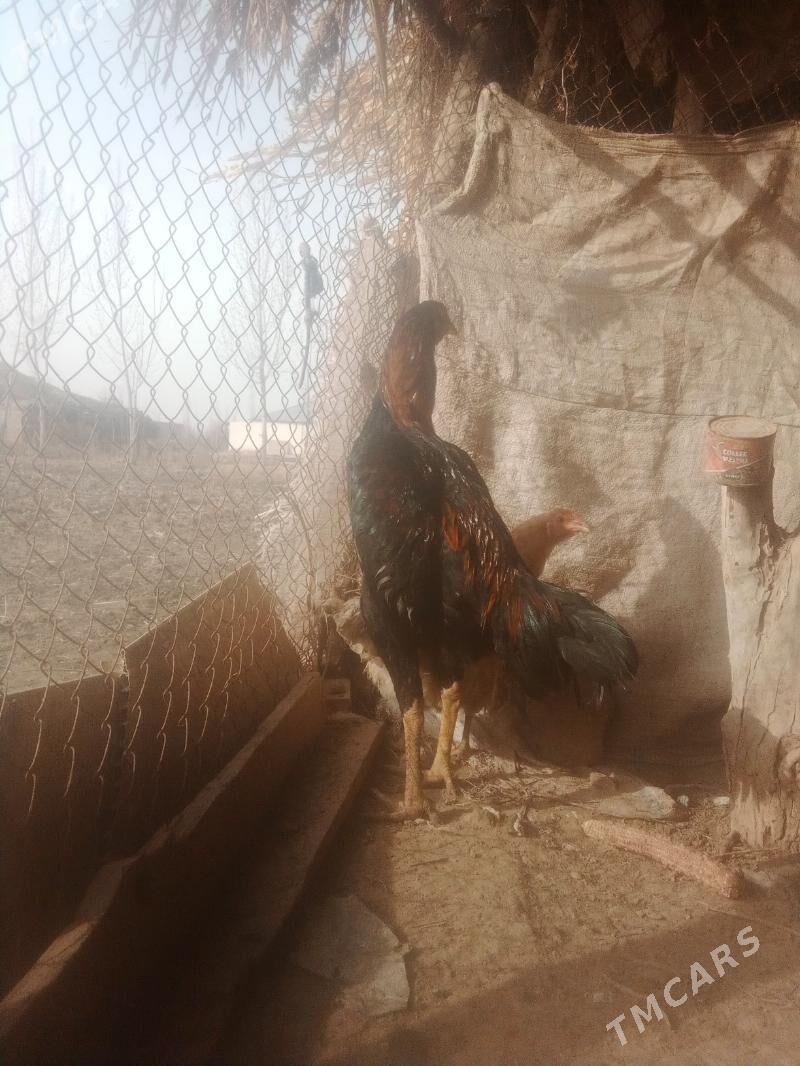 boyes - Гороглы (Тагта) - img 1