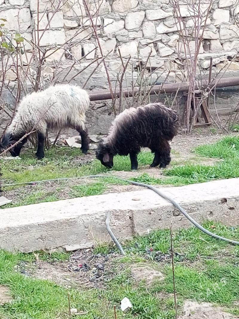 goyun - Балканабат - img 1