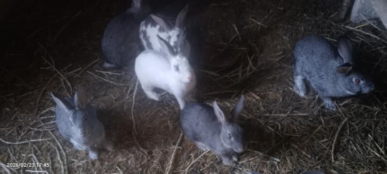 Towsan - Tejen - img 1