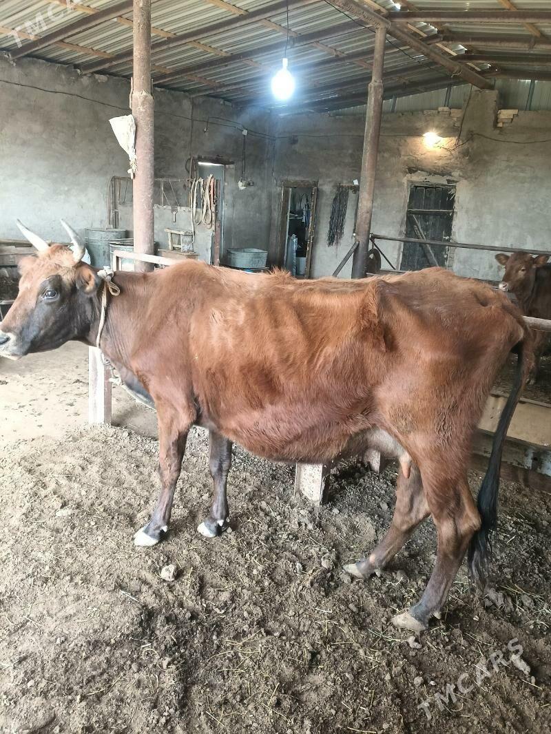 goleli sygyr - Векильбазар - img 1