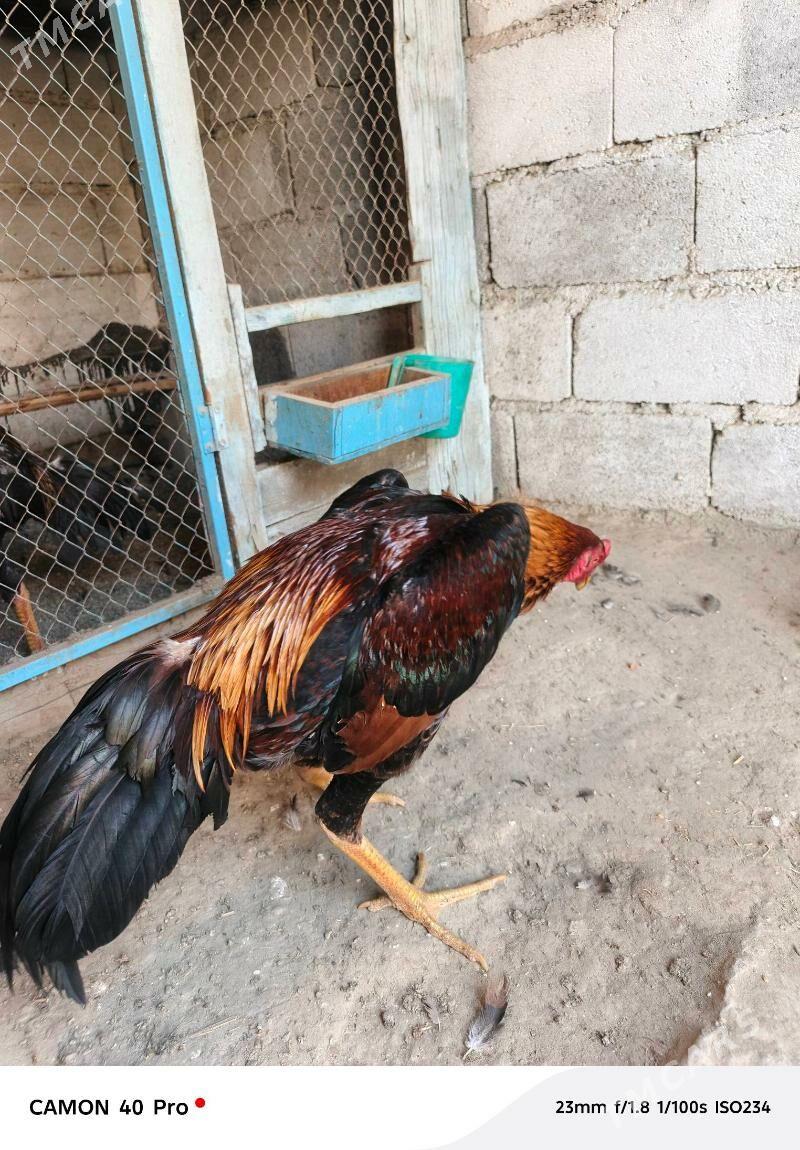 taskent - Бахарден - img 1