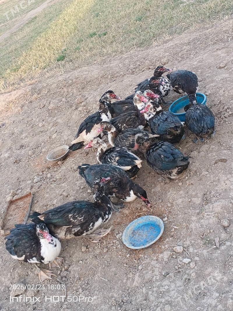 İndaugtalar - Байрамали - img 1