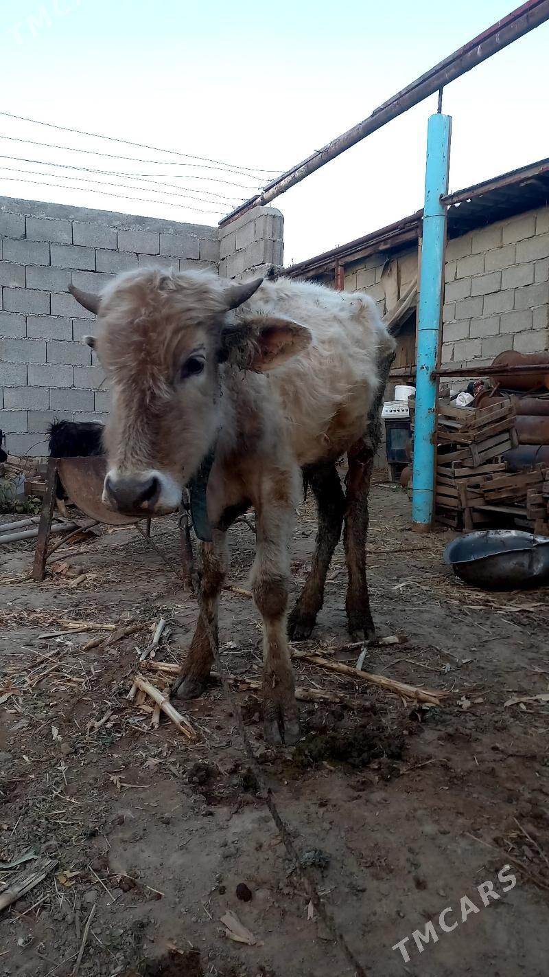 okuz - Бузмеин - img 1