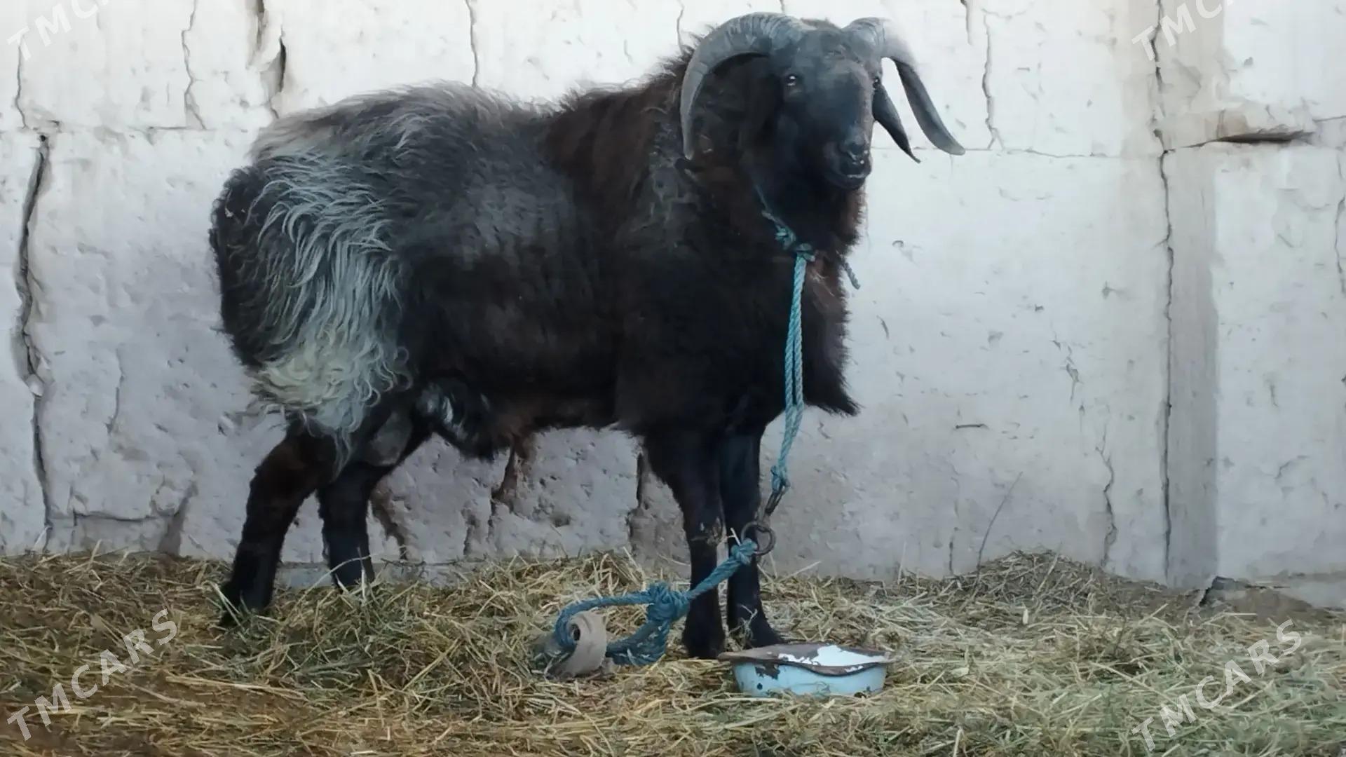 Goç - Darganata - img 1