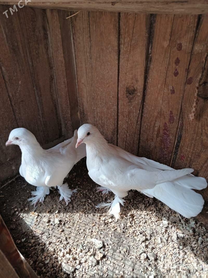 Kepderi - Сакарчага - img 1