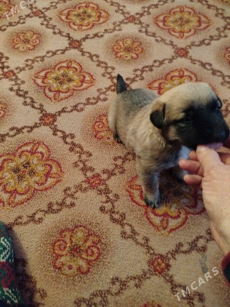 gucuk - Görogly (Tagta) - img 1