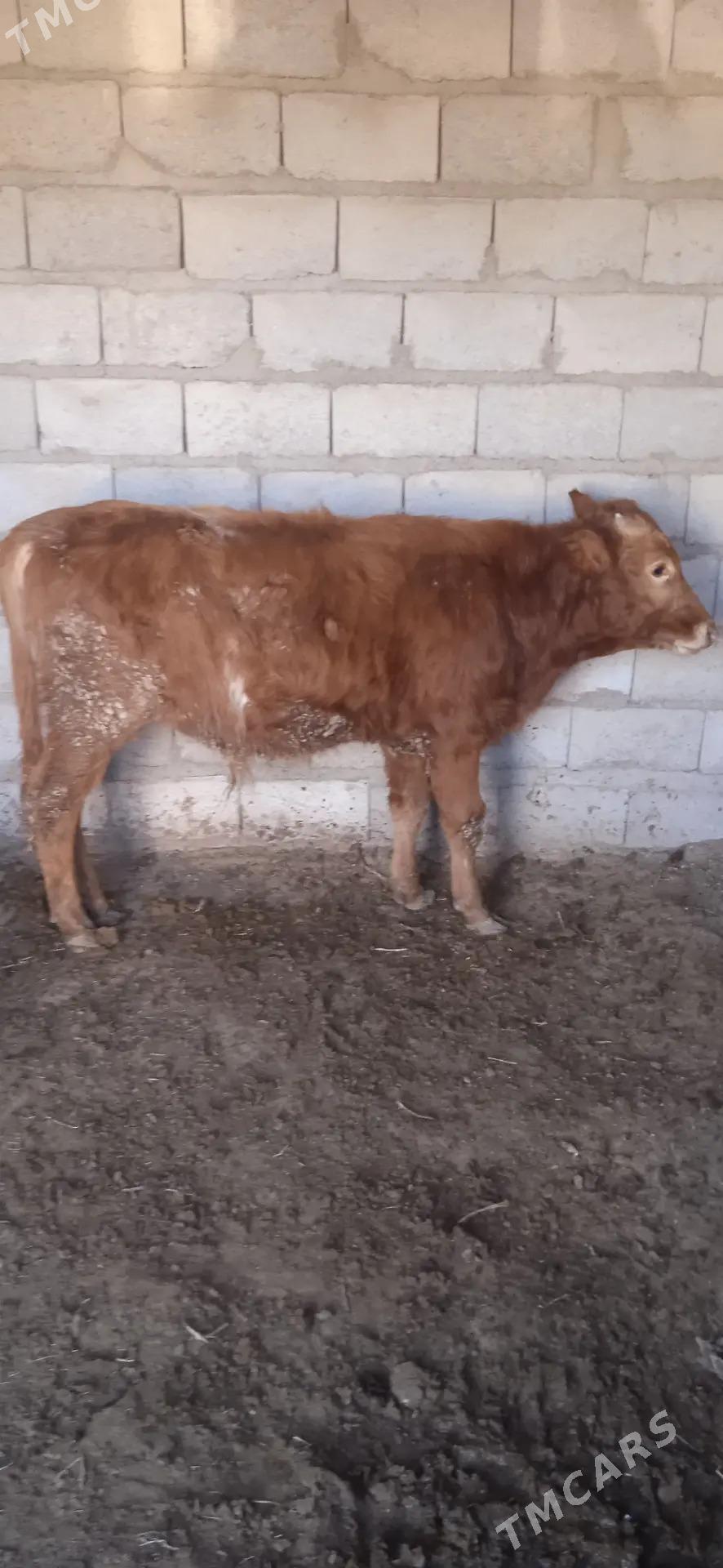 okuz - Берекет - img 1