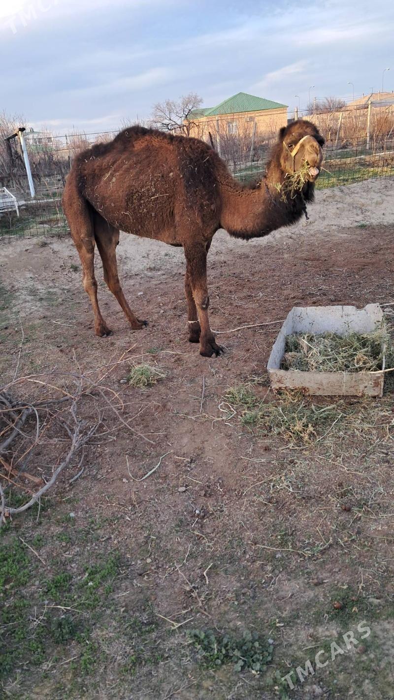 düÿe - Гёкдепе - img 1