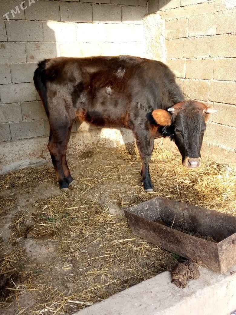 tuwe - Багир - img 1