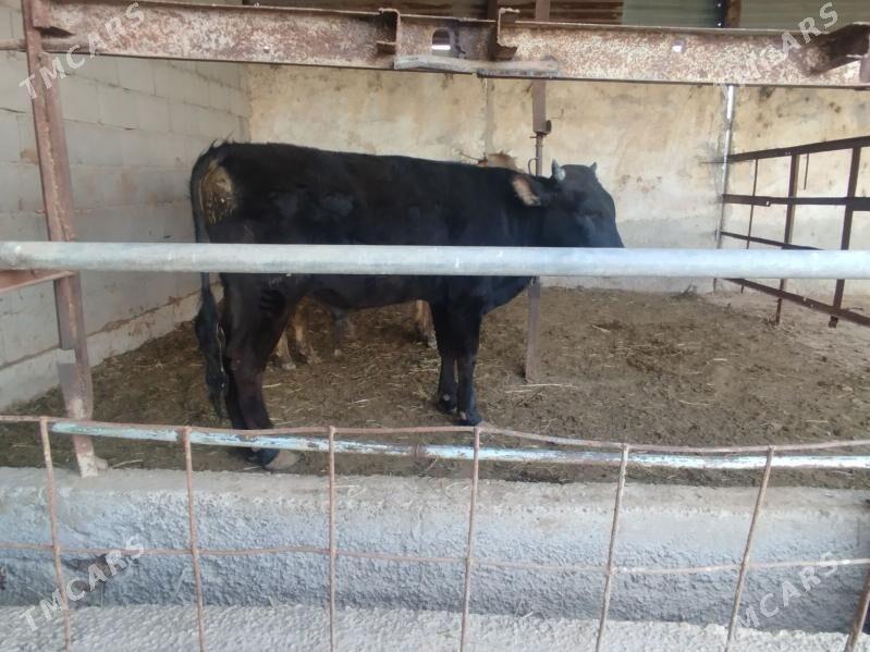 okuz - Яшлык - img 1