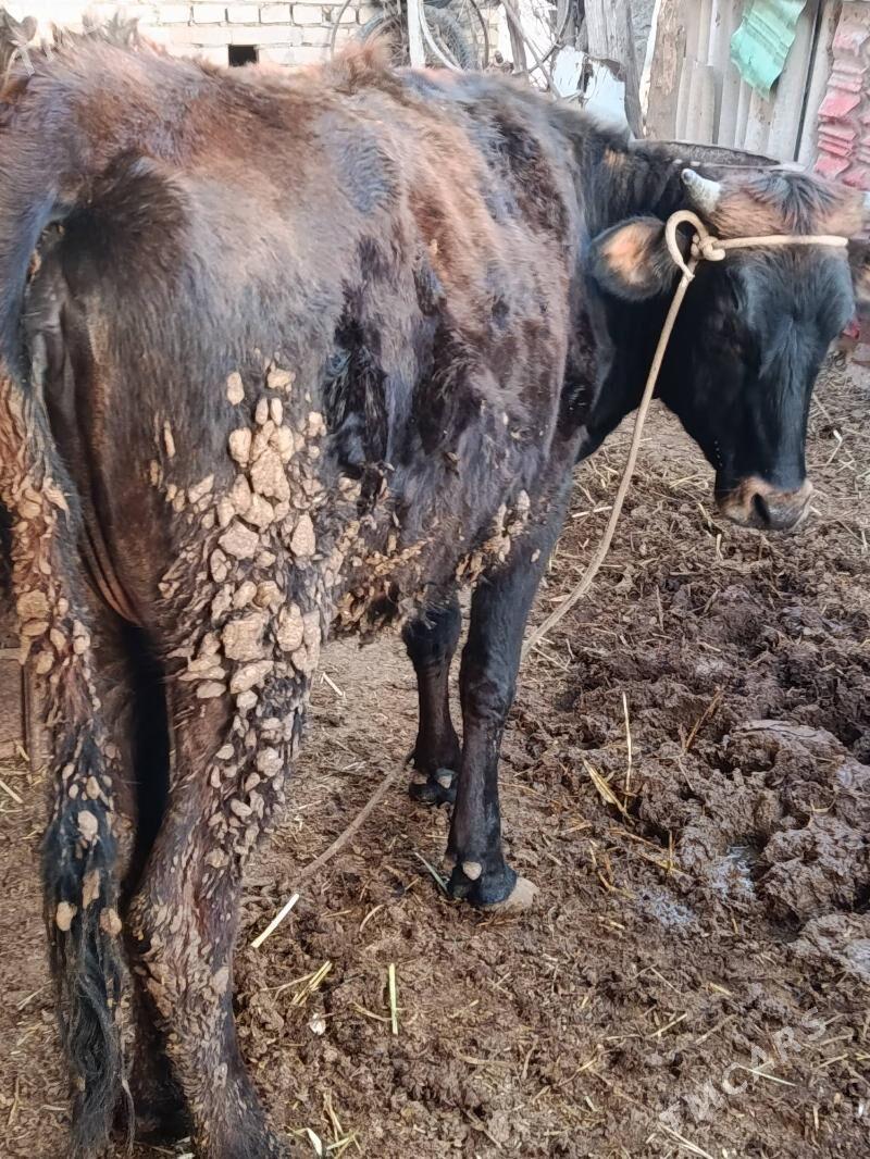 Унажын - Çärjew - img 1