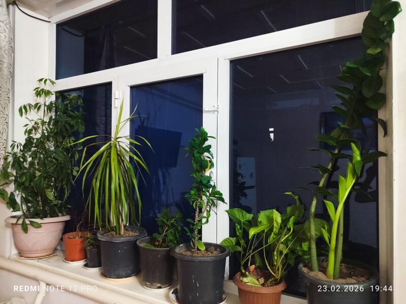 Öy güli - Türkmenabat - img 1