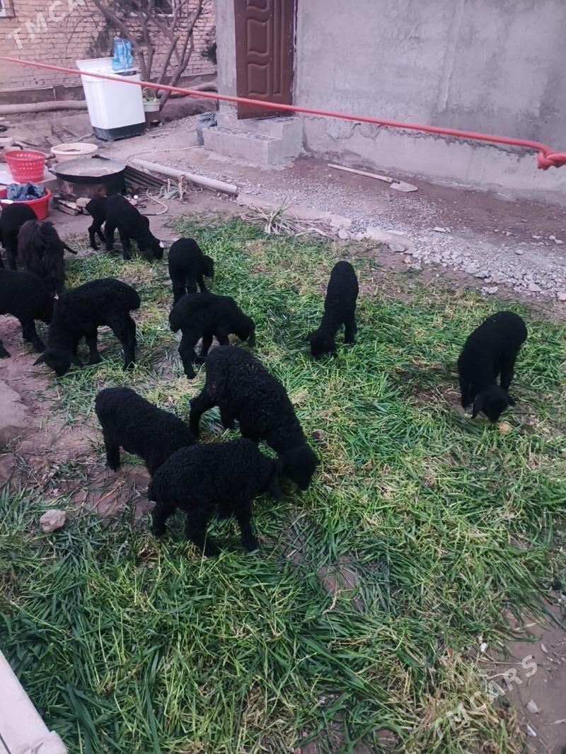 guzy - Туркменабат - img 1