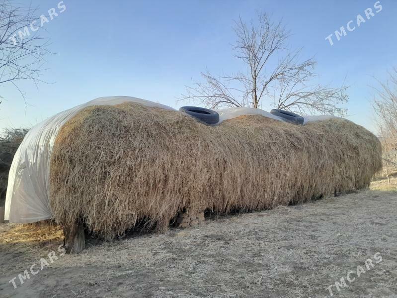 gys oty yorunja - Murgap - img 1