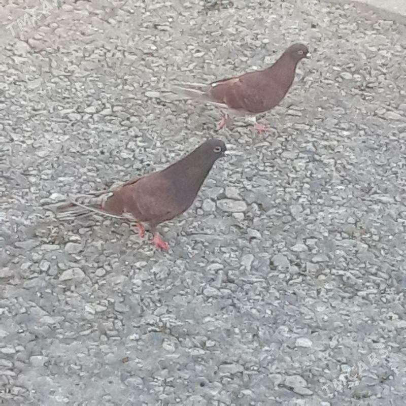 Kepderi - Gyzylarbat - img 1